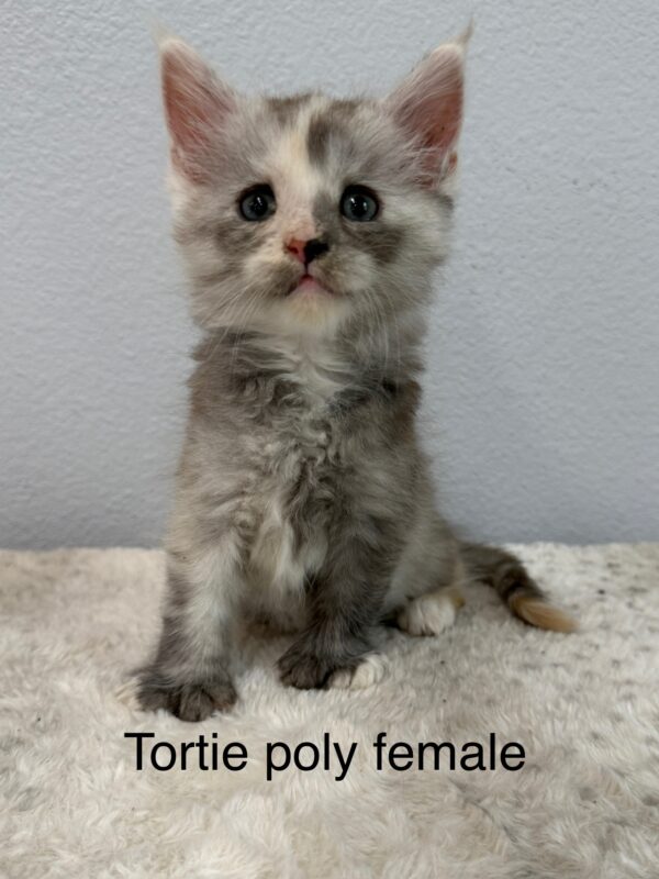 Tortie Poly Female Maine Coon Kitten