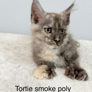 Tortie Smoke Poly Female Maine Coon Kitten