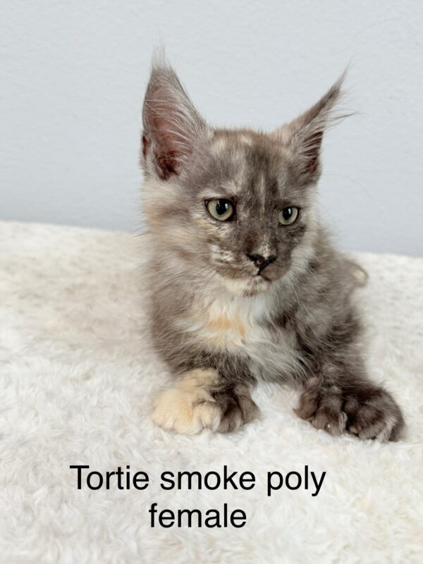 Tortie Smoke Poly Female Maine Coon Kitten