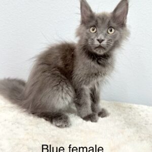 Blue Female Maine Coon Kitten