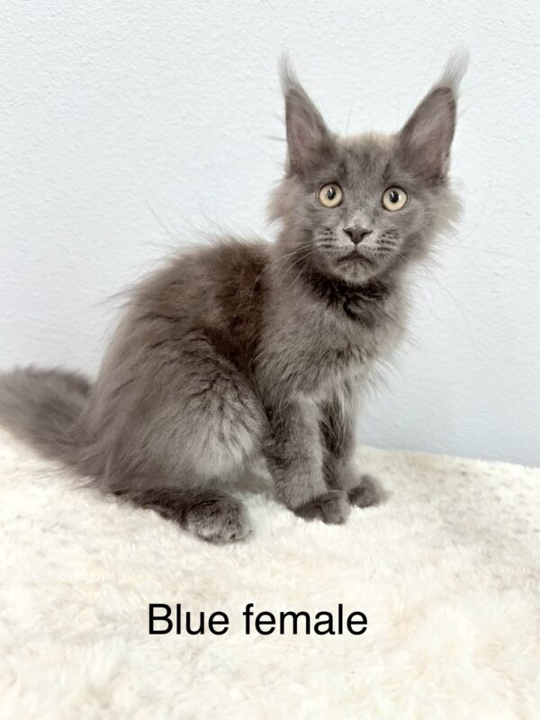 Blue Female Maine Coon Kitten