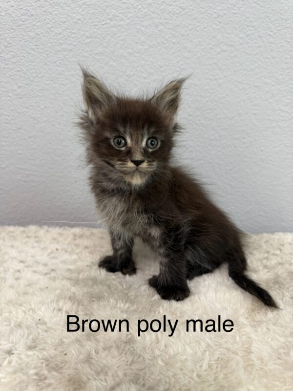 Brown Poly Male Maine Coon Kitten