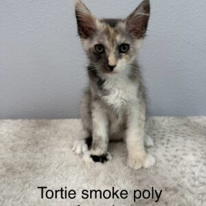 Tortie Smoke Poly Female Maine Coon Kitten