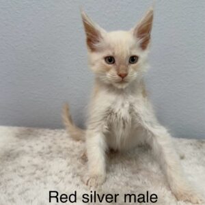 Red Silver Male Maine Coon Kitten