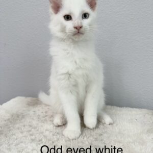 Odd Eyed White Female Maine Coon Kitten