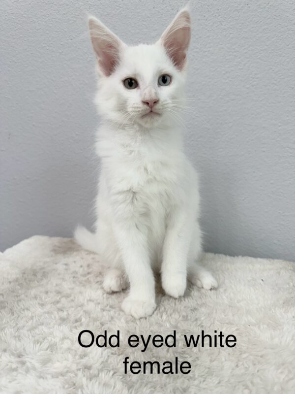 Odd Eyed White Female Maine Coon Kitten