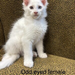 Odd Eyed Female Maine Coon Kitten