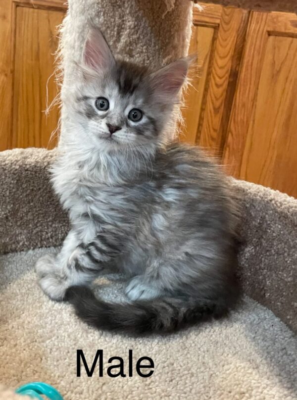 Male Maine Coon Kitten