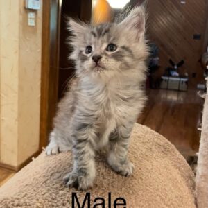 Male Maine Coon Kitten