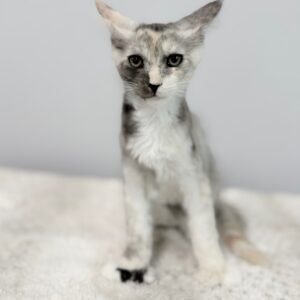 Poly Female Maine Coon Kitten