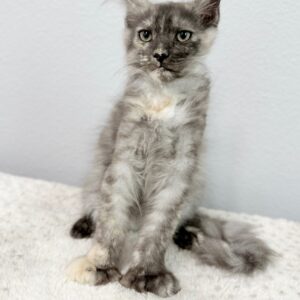 Poly Female Maine Coon Kitten