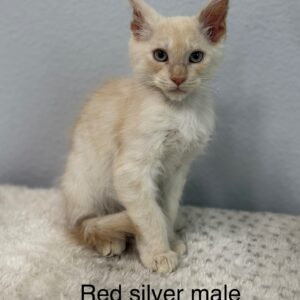 Red Silver Male Maine Coon Kitten