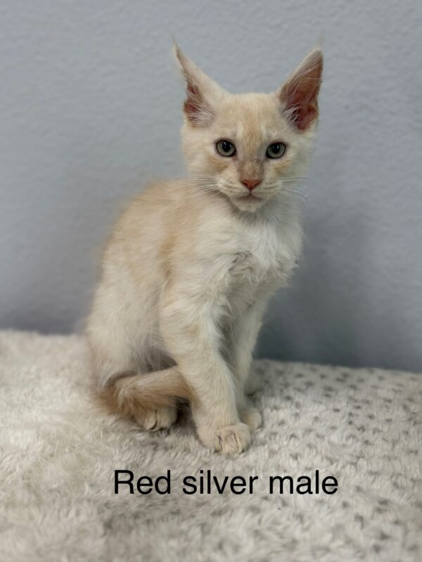 Red Silver Male Maine Coon Kitten