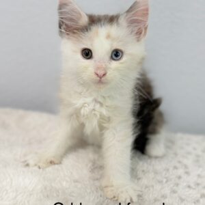 Odd Eyed Female Maine Coon Kitten