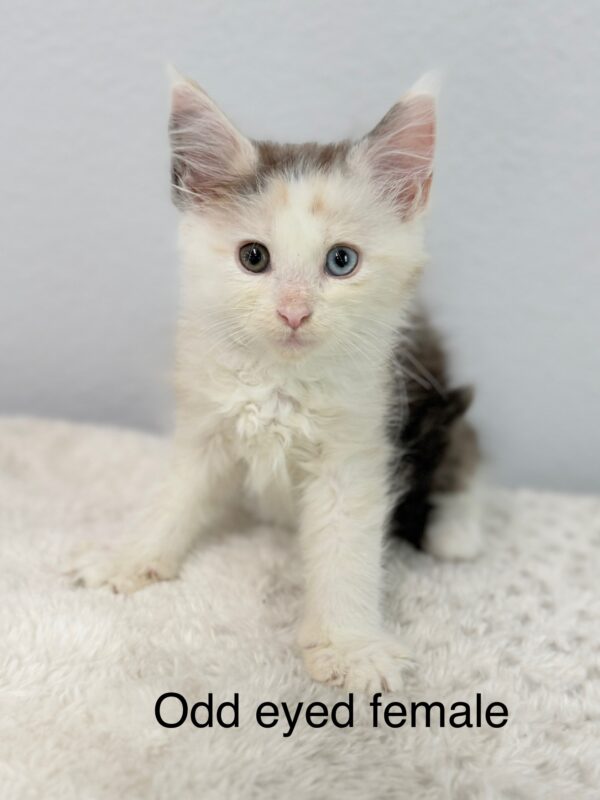 Odd Eyed Female Maine Coon Kitten