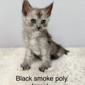 Black Smoke Poly Female Maine Coon Kitten