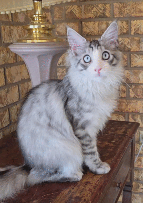 Female Maine Coon Kitten