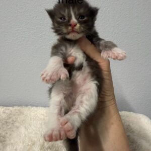 Black Smoke Poly Male Maine Coon Kitten