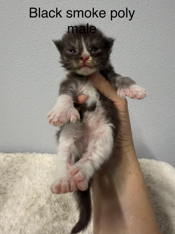 Black Smoke Poly Male Maine Coon Kitten
