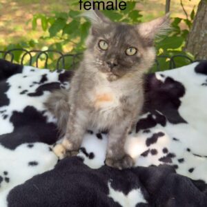 Black Smoke Tortie Female Maine Coon Kitten