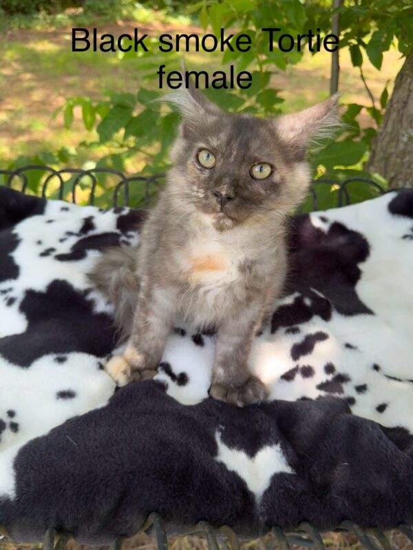 Black Smoke Tortie Female Maine Coon Kitten