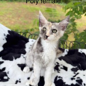 Poly Female Maine Coon Kittens