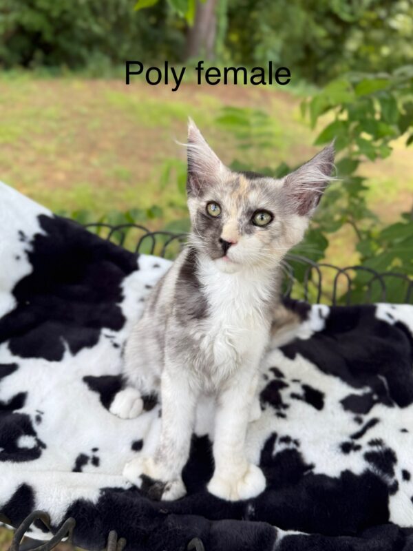 Poly Female Maine Coon Kittens