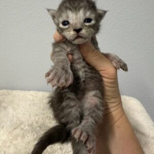 Silver Poly Female Maine Coon Kittens