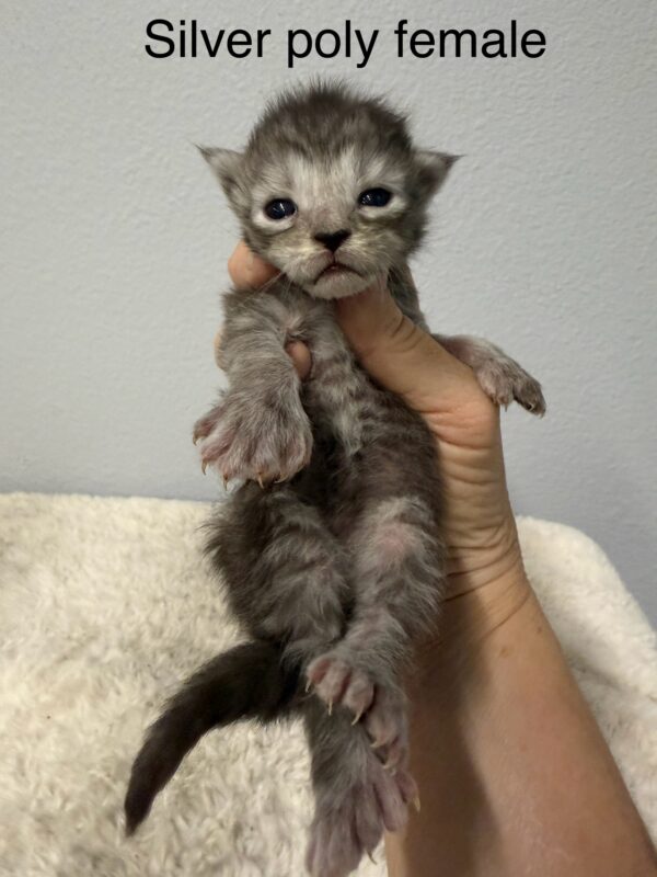 Silver Poly Female Maine Coon Kittens