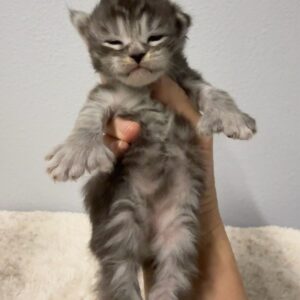 Silver Poly Female Maine Coon Kittens