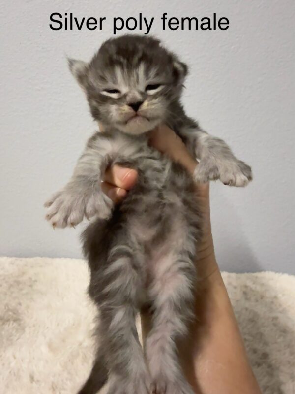 Silver Poly Female Maine Coon Kittens