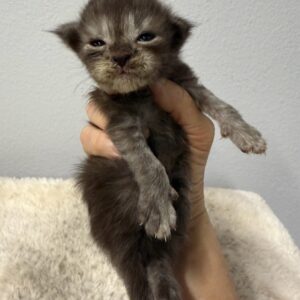 Black Smoke Male Maine Coon Kittens