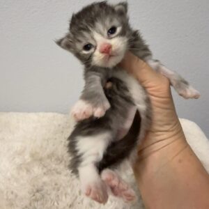 Silver Poly Female Maine Coon Kittens