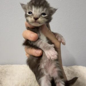 Silver Poly Male Maine Coon Kittens
