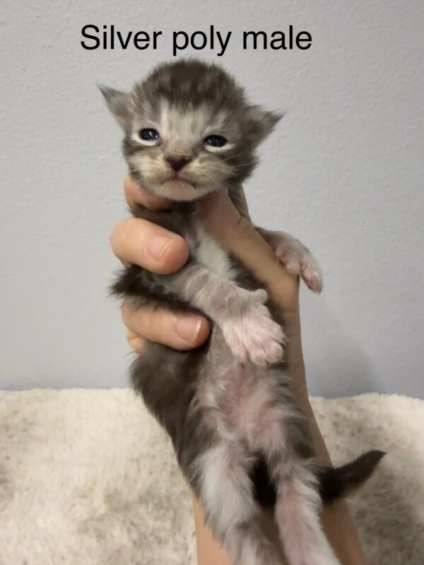 Silver Poly Male Maine Coon Kittens