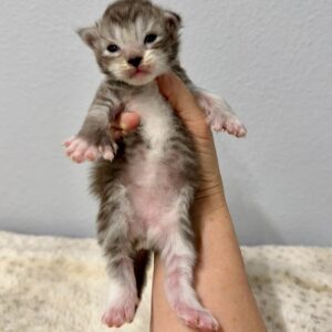 Silver Poly Male Maine Coon Kitten