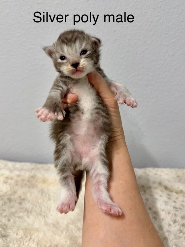 Silver Poly Male Maine Coon Kitten