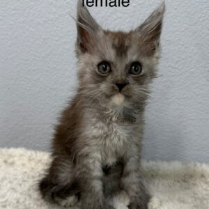 Black Smoke Poly Female Maine Coon Kitten