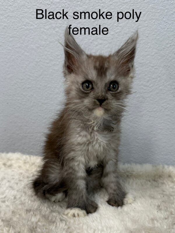 Black Smoke Poly Female Maine Coon Kitten