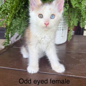 Odd Eyed Female Maine Coon Kitten