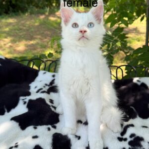 White Odd Eyed Female Maine Coon Kittens
