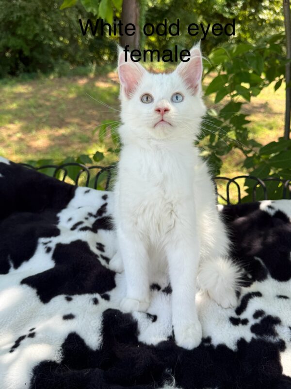 White Odd Eyed Female Maine Coon Kittens