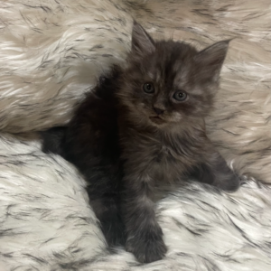 Black Smoke Male Maine Coon Kitten
