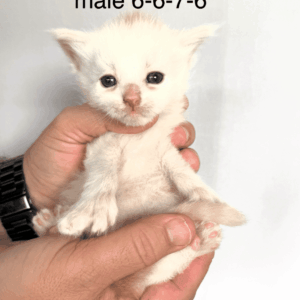 Casper - Red with White Male Poly Maine Coon Kitten