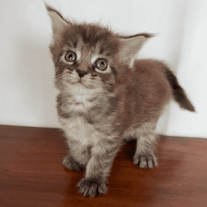 Mocha - Brown Female Maine Coon Kitten