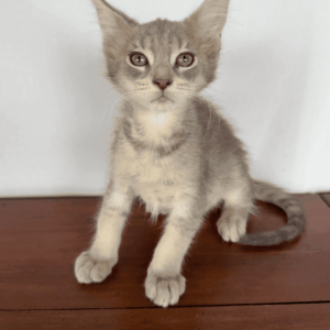 Dusty - Blue Female Maine Coon Kitten