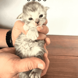 Nimbus - Silver Male Poly Maine Coon Kitten