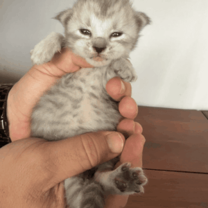 Mist - Silver Female Maine Coon Kitten