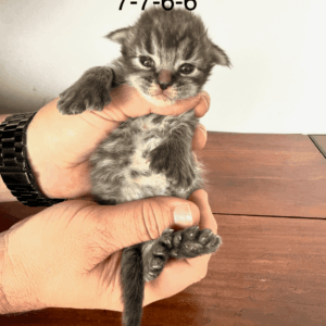 Timber - Brown Male Poly Maine Coon Kitten