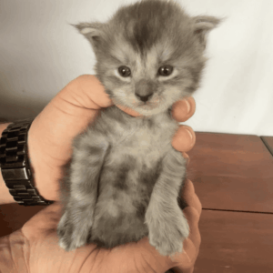 Ash - Black Smoke Male Maine Coon Kitten